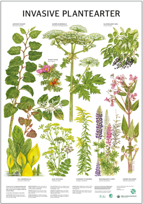 Invasive plantearter